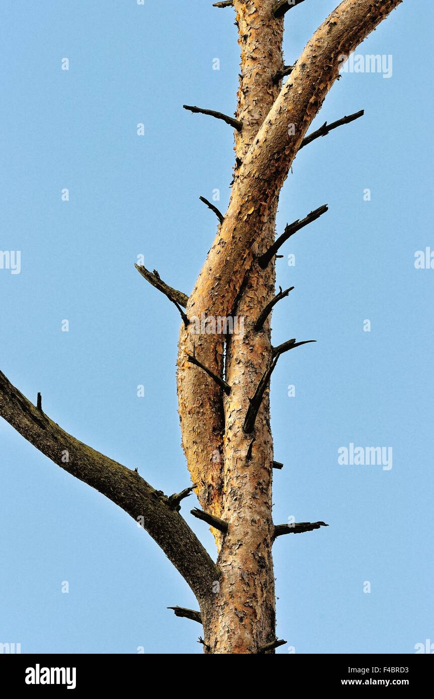 Voglio che tu-freak di natura conifere Foto Stock