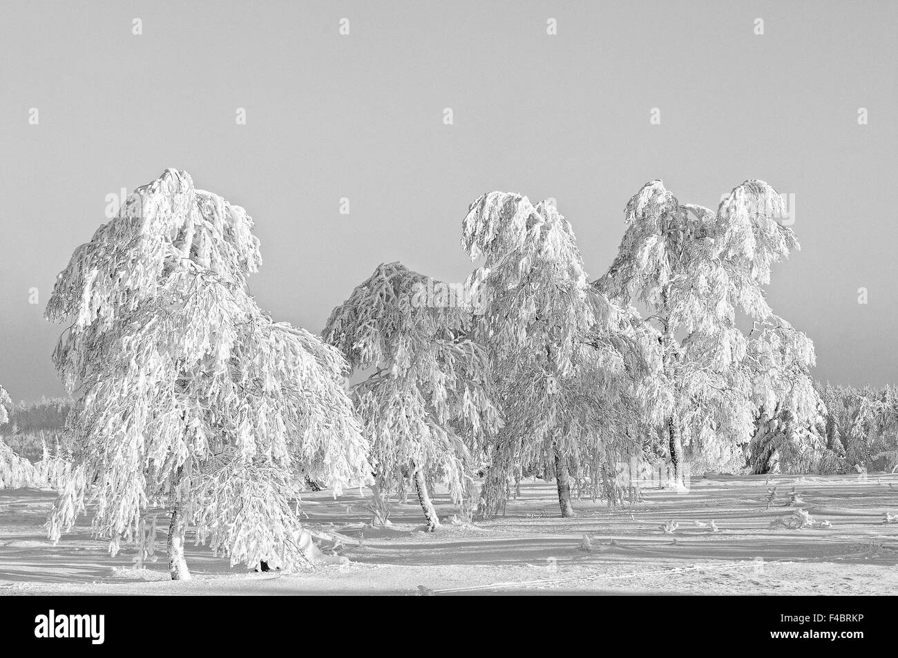 L'inverno nella Foresta Nera in Germania Kniebis Foto Stock