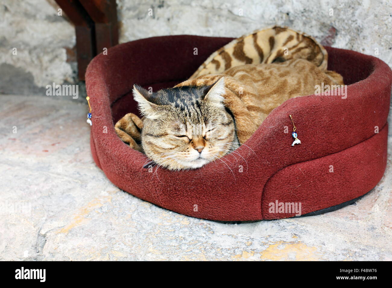 In corrispondenza di un gatto che la vita è buona. Foto Stock