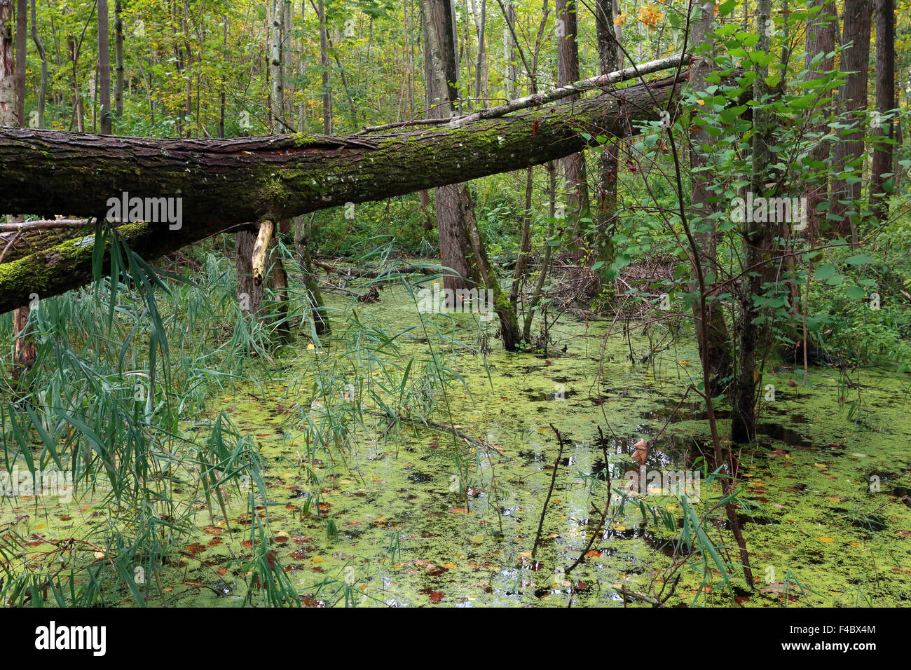 Alder carr, Baviera, Germania Foto Stock