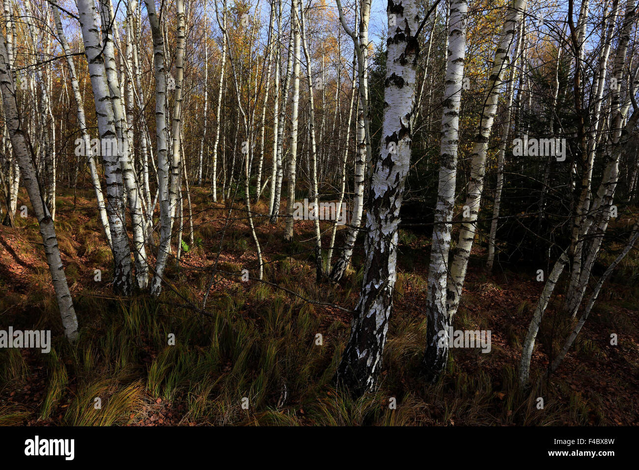 La Betulla carr in autunno, Baviera, Germania Foto Stock