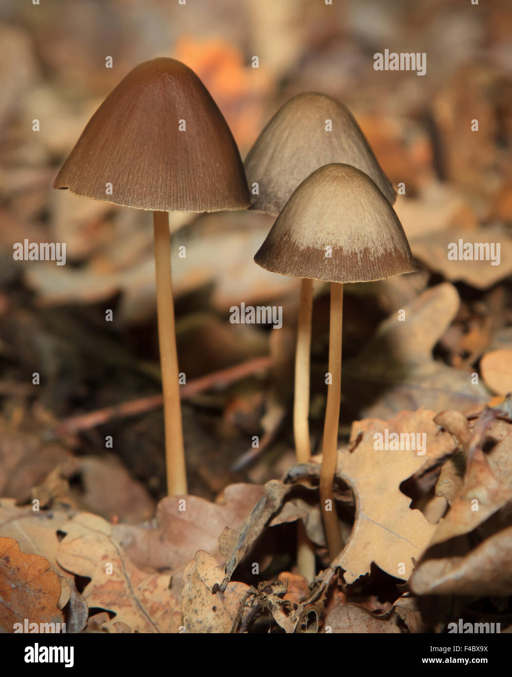 Magic Mushroom nella foresta Foto Stock