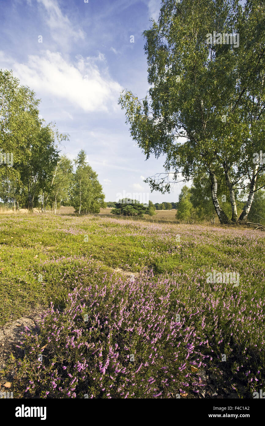 Westruper Heide, Haltern, Germania Foto Stock