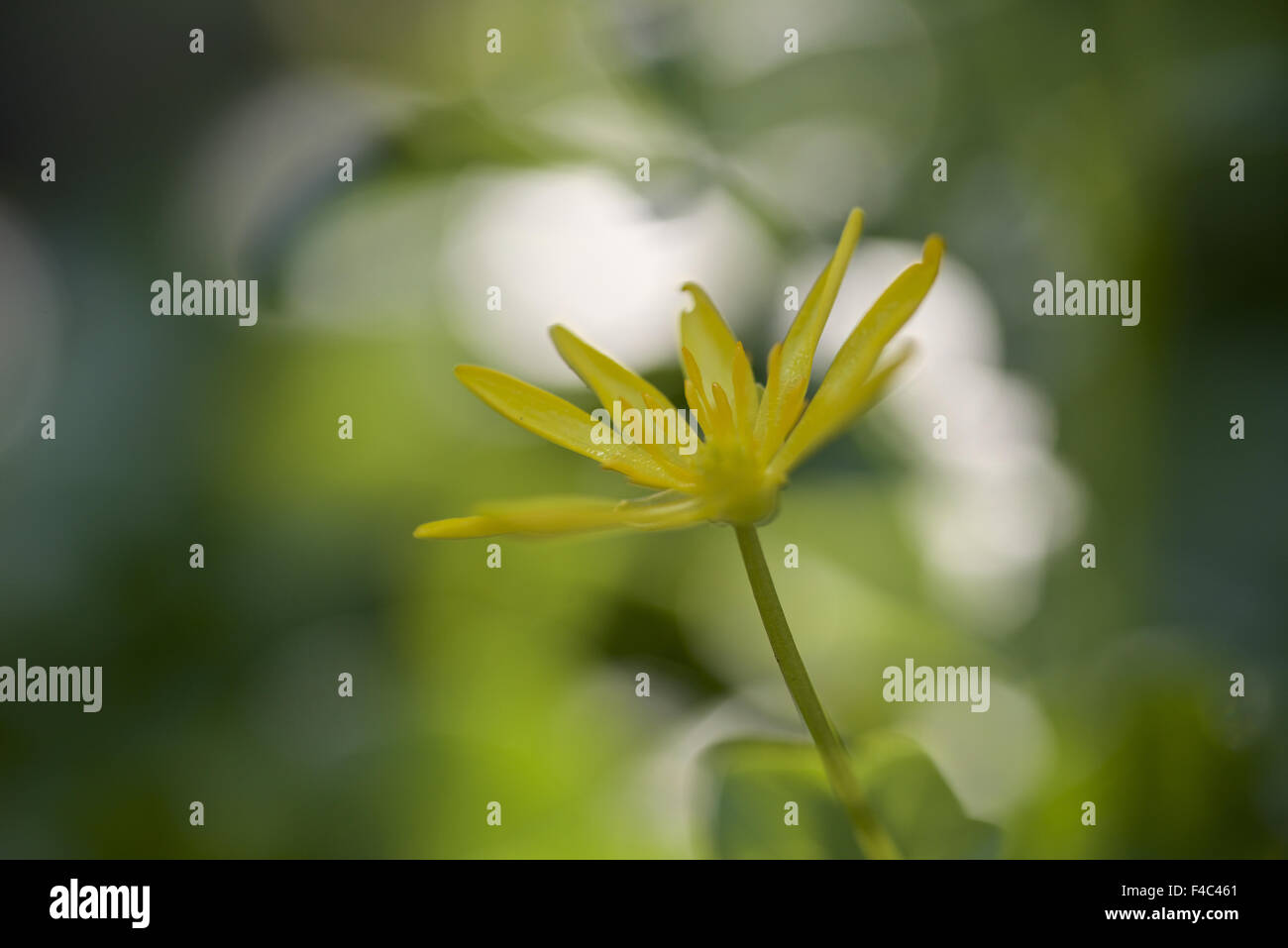 Lesser celandine Foto Stock