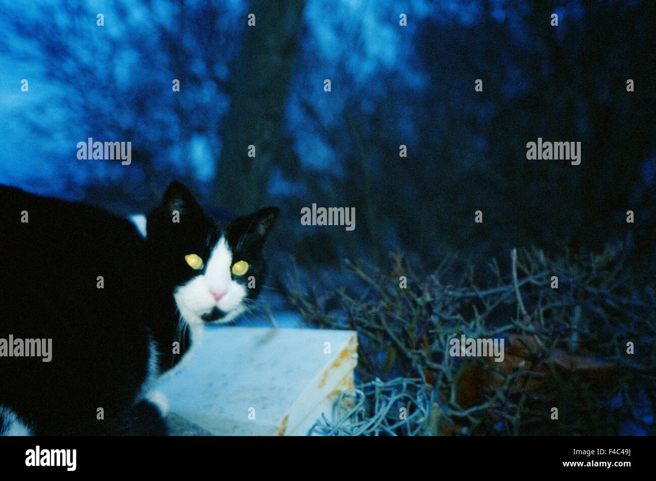 Un gatto nella notte. Foto Stock