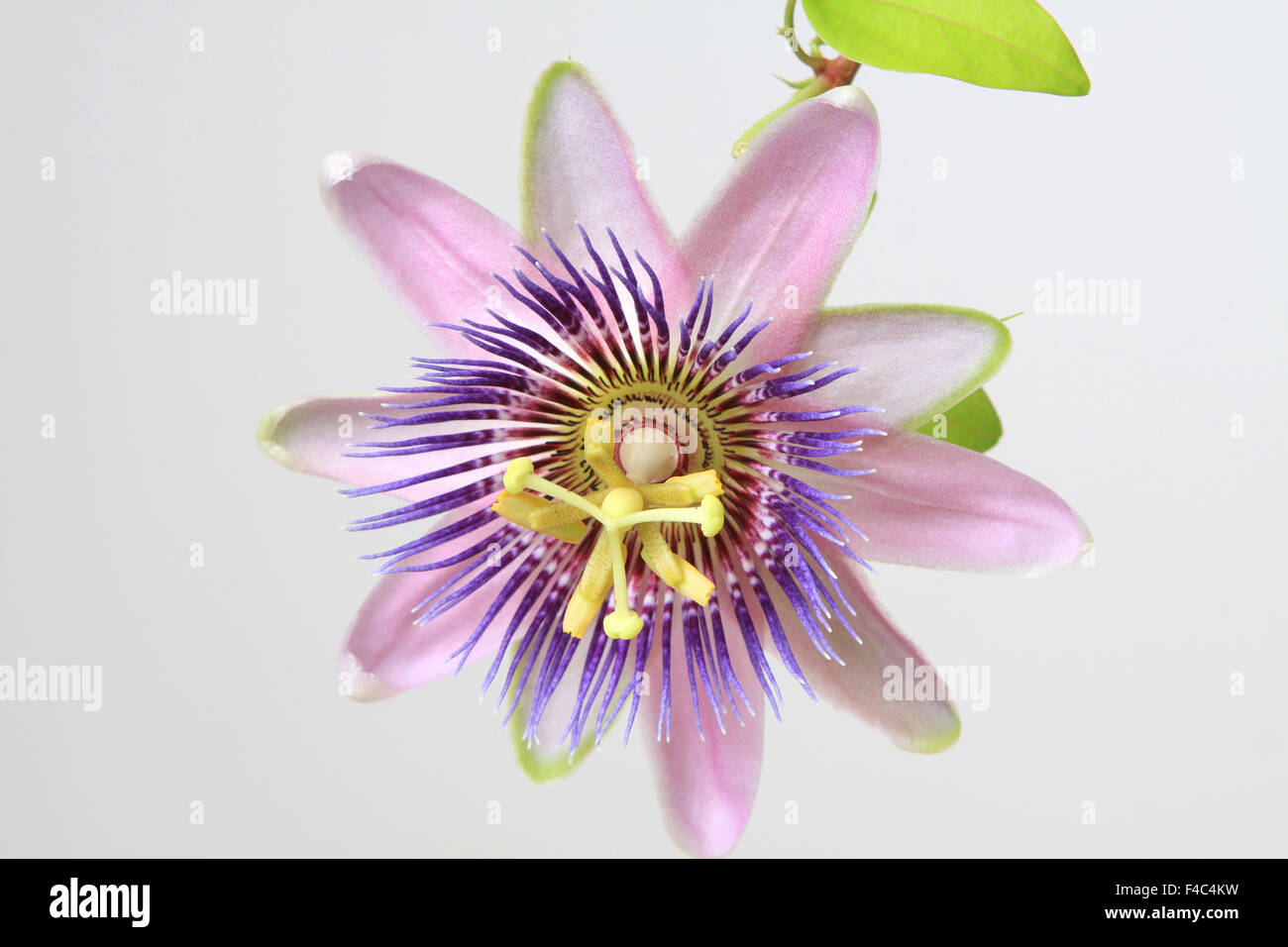 Passiflora Foto Stock