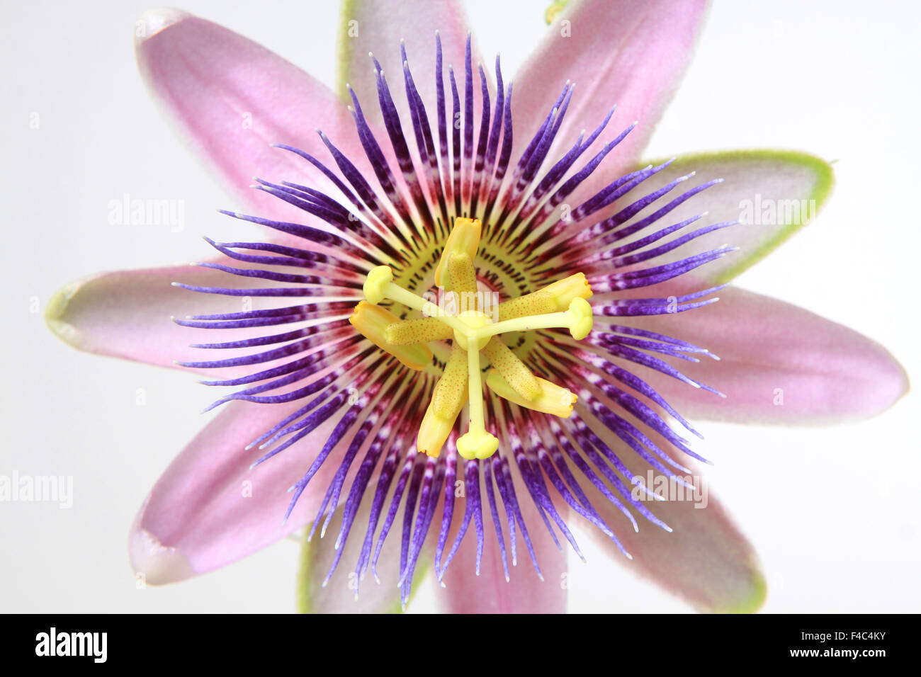 Passiflora Foto Stock