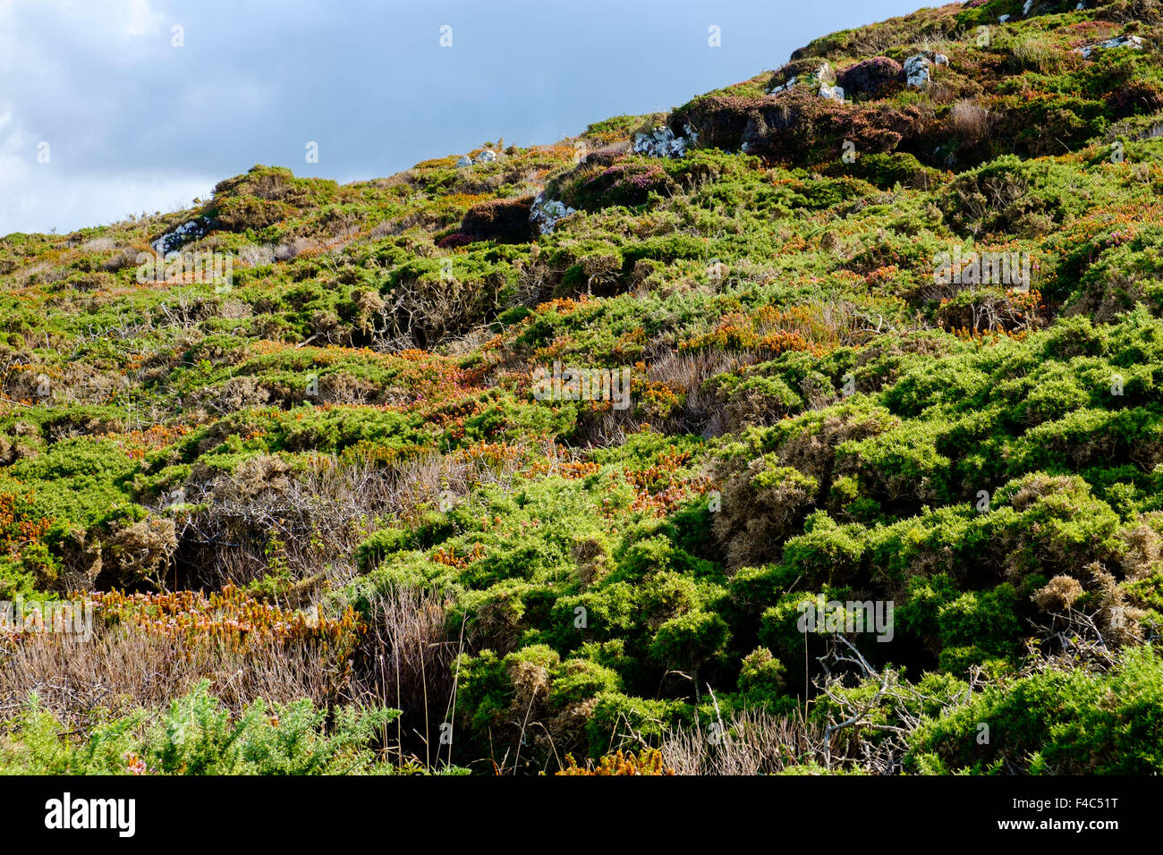 Erica e ginestre boccole sulla costa di inizio autunno / fine estate, Cornwall, Regno Unito Foto Stock