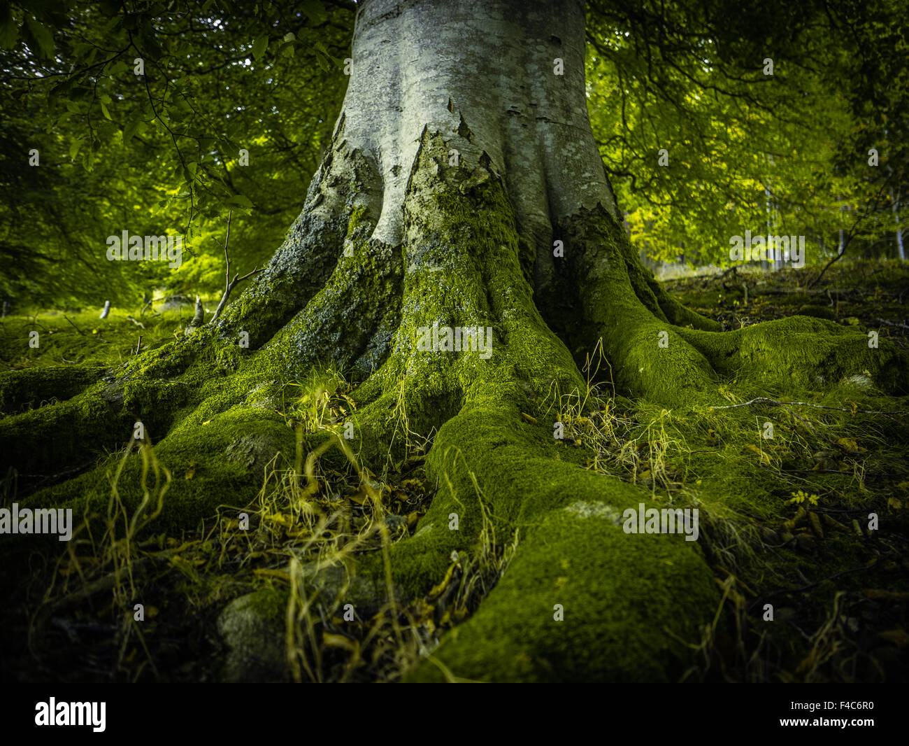 La struttura ad albero radici di un antico albero di betulla in una splendida foresta verde Foto Stock