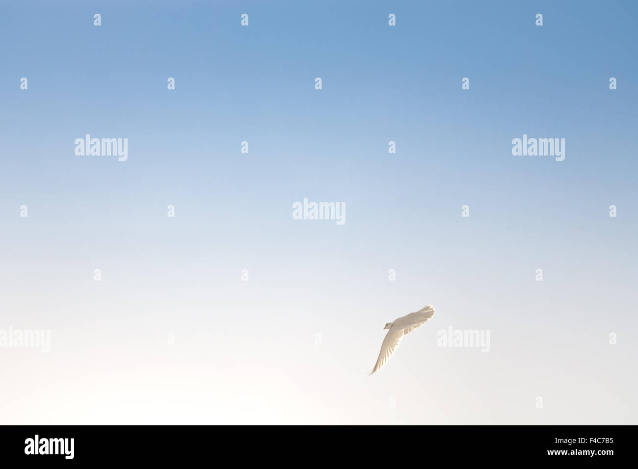 Celeste messaggero Foto Stock