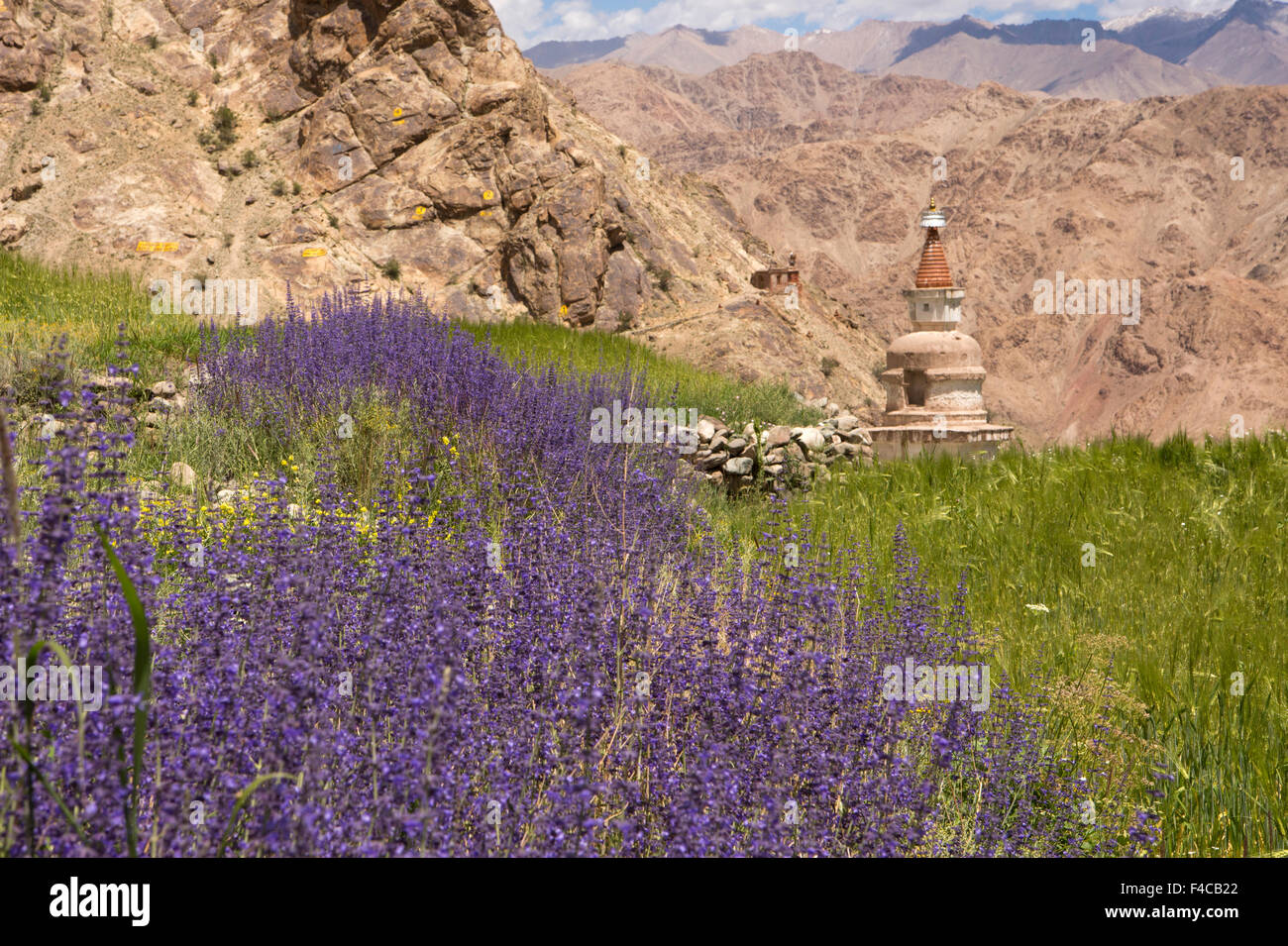 India, Jammu e Kashmir, Ladakh Hemis, viola fiori selvatici che cresce a bordo del campo di orzo Foto Stock