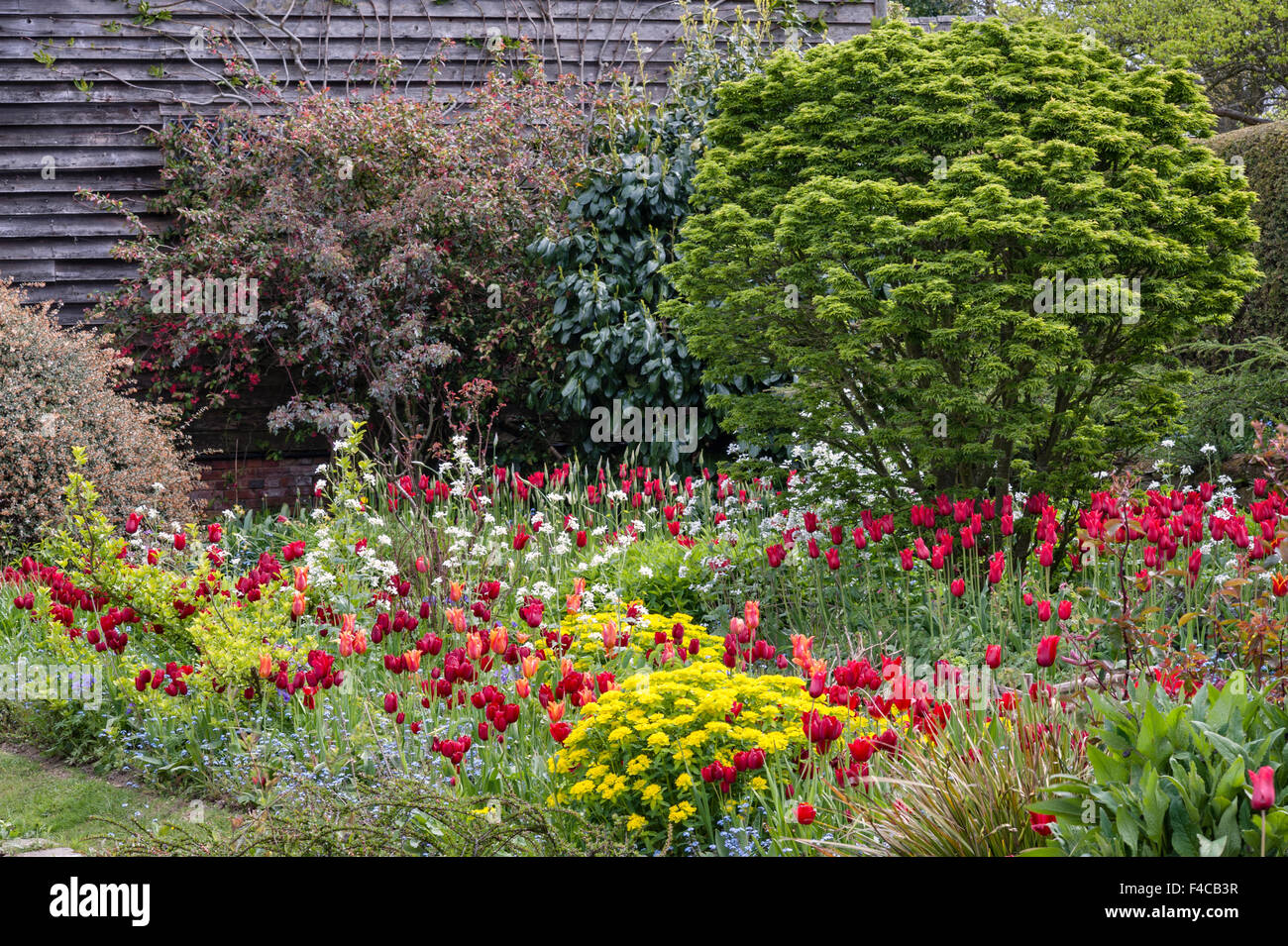 I giardini di Great Dixter, East Sussex, Regno Unito, creato da Christopher Lloyd. Tulipani nel fienile giardino in primavera Foto Stock