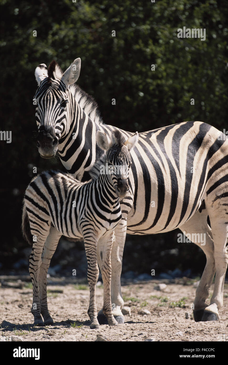 La Namibia, il Parco Nazionale di Etosha, pianure Zebra (Equus Burchellii) (formato di grandi dimensioni disponibili) Foto Stock