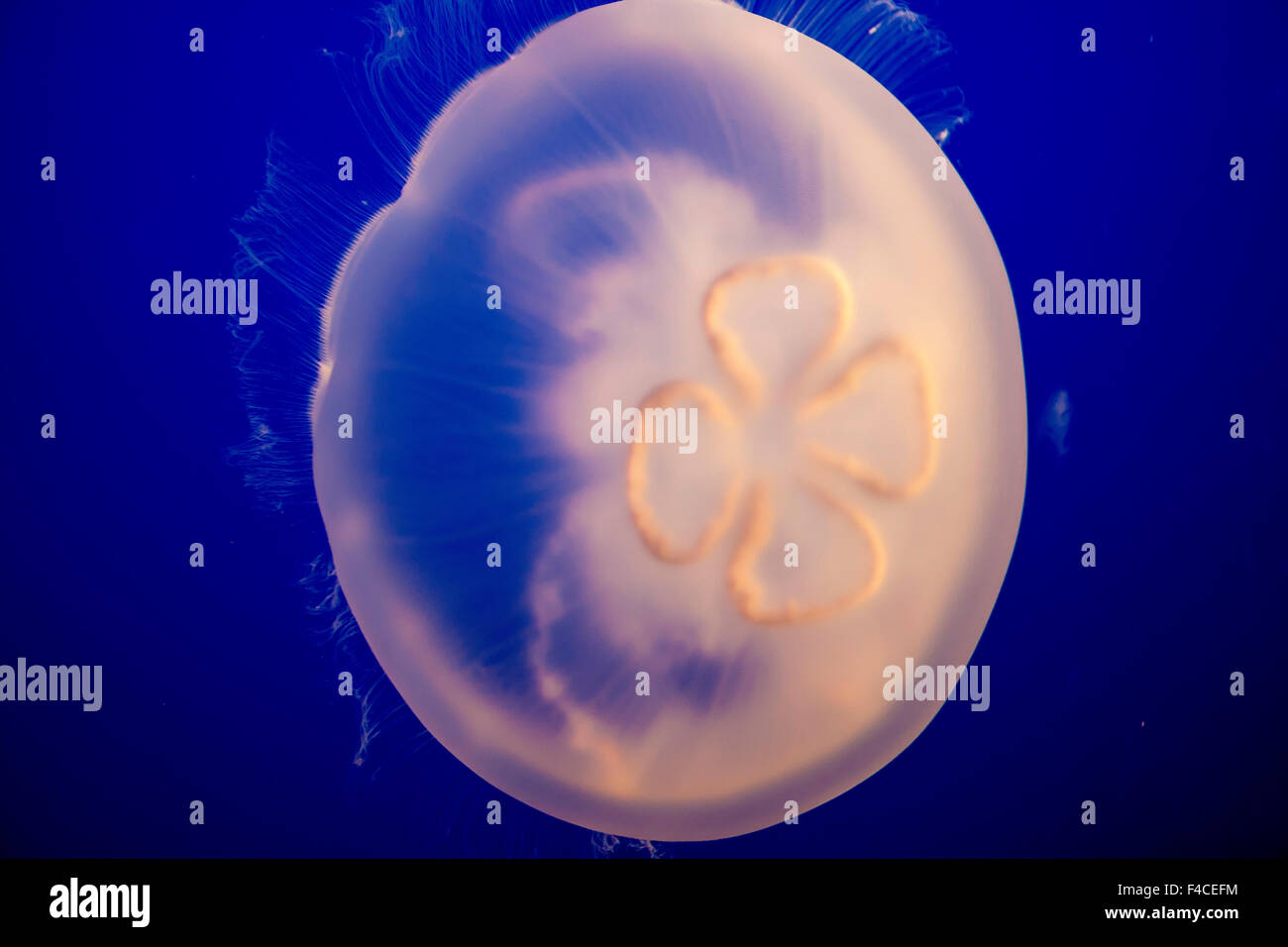Meduse, Monterey Bay Aquarium, CALIFORNIA, STATI UNITI D'AMERICA Foto Stock