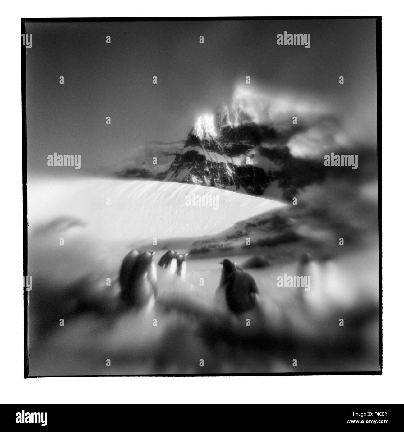 L'Antartide, Petermann Island, offuscata immagine in bianco e nero di pinguini Gentoo in rookery e picchi di montagna di sunny serata estiva (formato di grandi dimensioni disponibili). Foto Stock