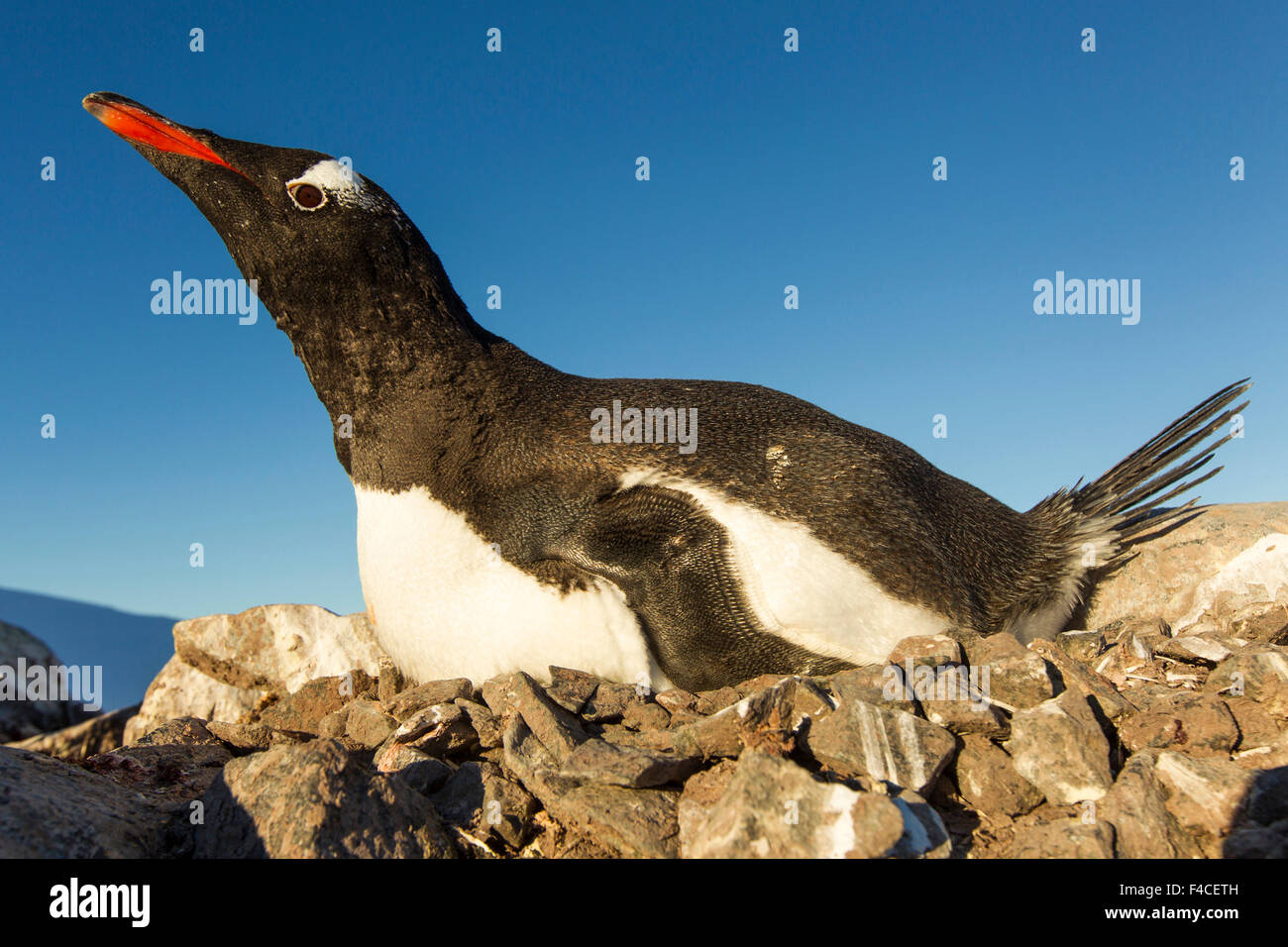 L'Antartide, Petermann Island, pinguino Gentoo (Pygoscelis papua) nesting in rookery sul promontorio roccioso lungo lo stretto di Penola. Foto Stock