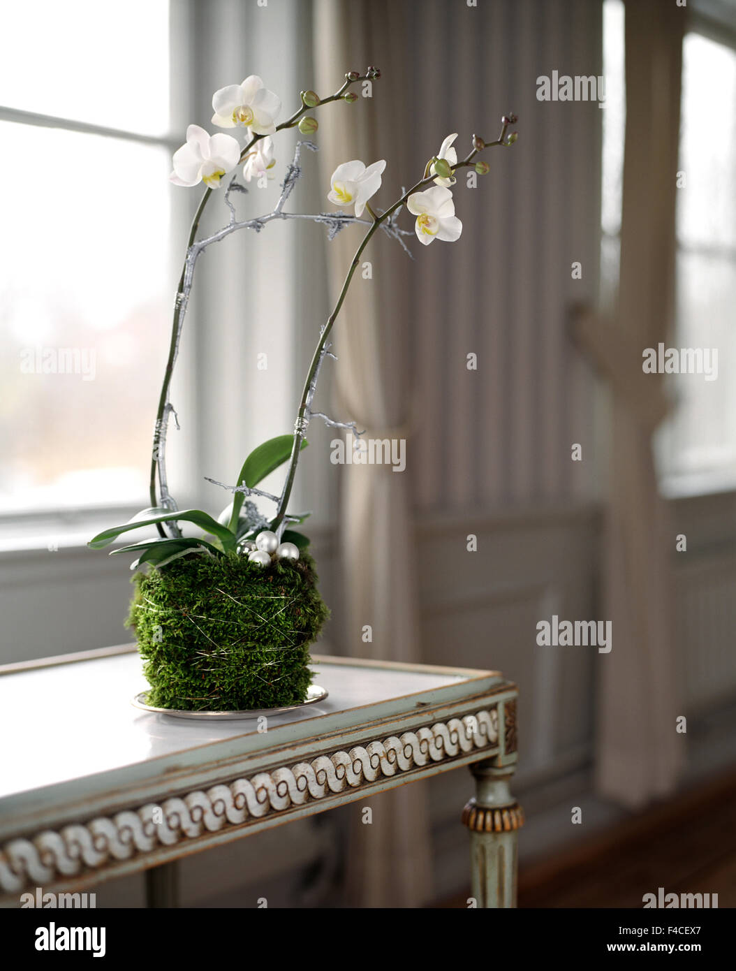 Orchidea. Foto Stock