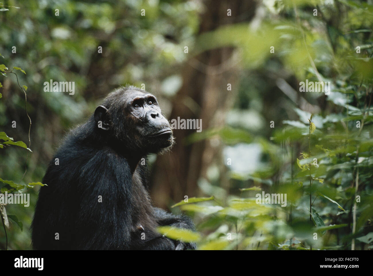 Tanzania, Gombe. Stream National Park, Femmina di scimpanzé. (Grandi dimensioni formato disponibile) Foto Stock