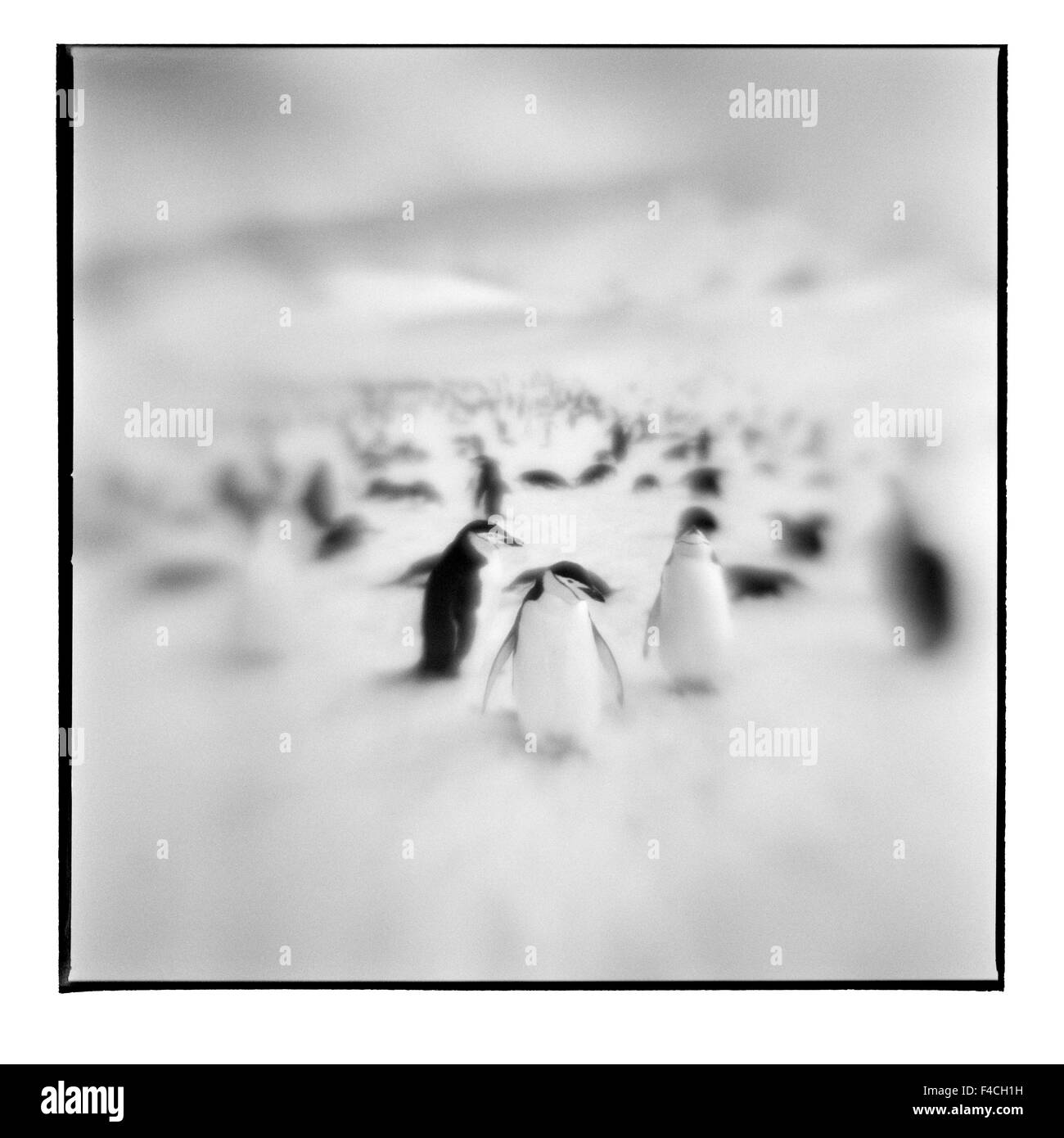 L'Antartide, isola Deception, offuscata immagine in bianco e nero di pinguini dal sottogola in piedi sul pendio di neve (formato di grandi dimensioni disponibili). Foto Stock