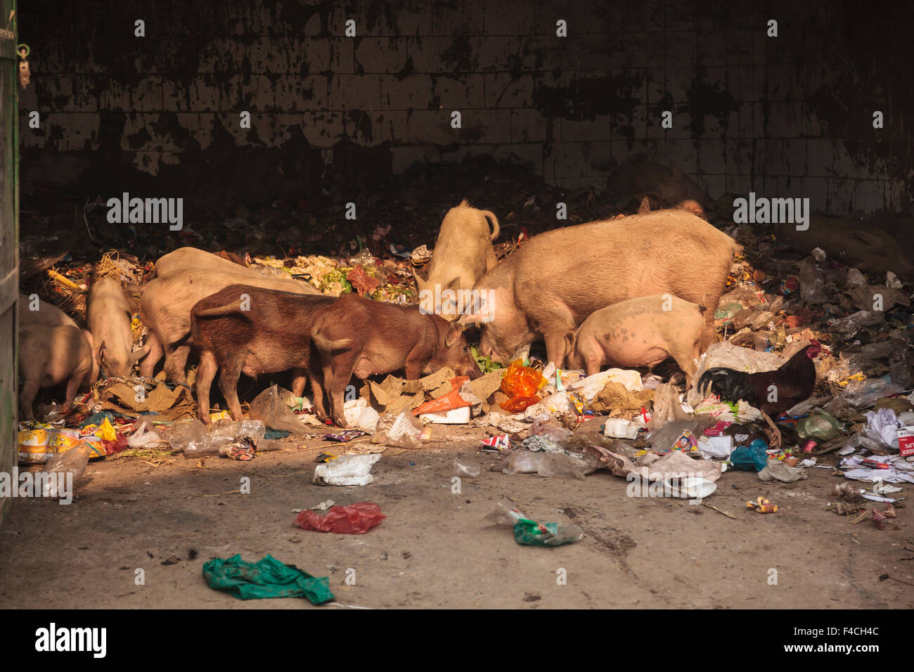 India, Uttar Pradesh, Varanasi, Benares, suini e il Gallo a garbage Foto Stock