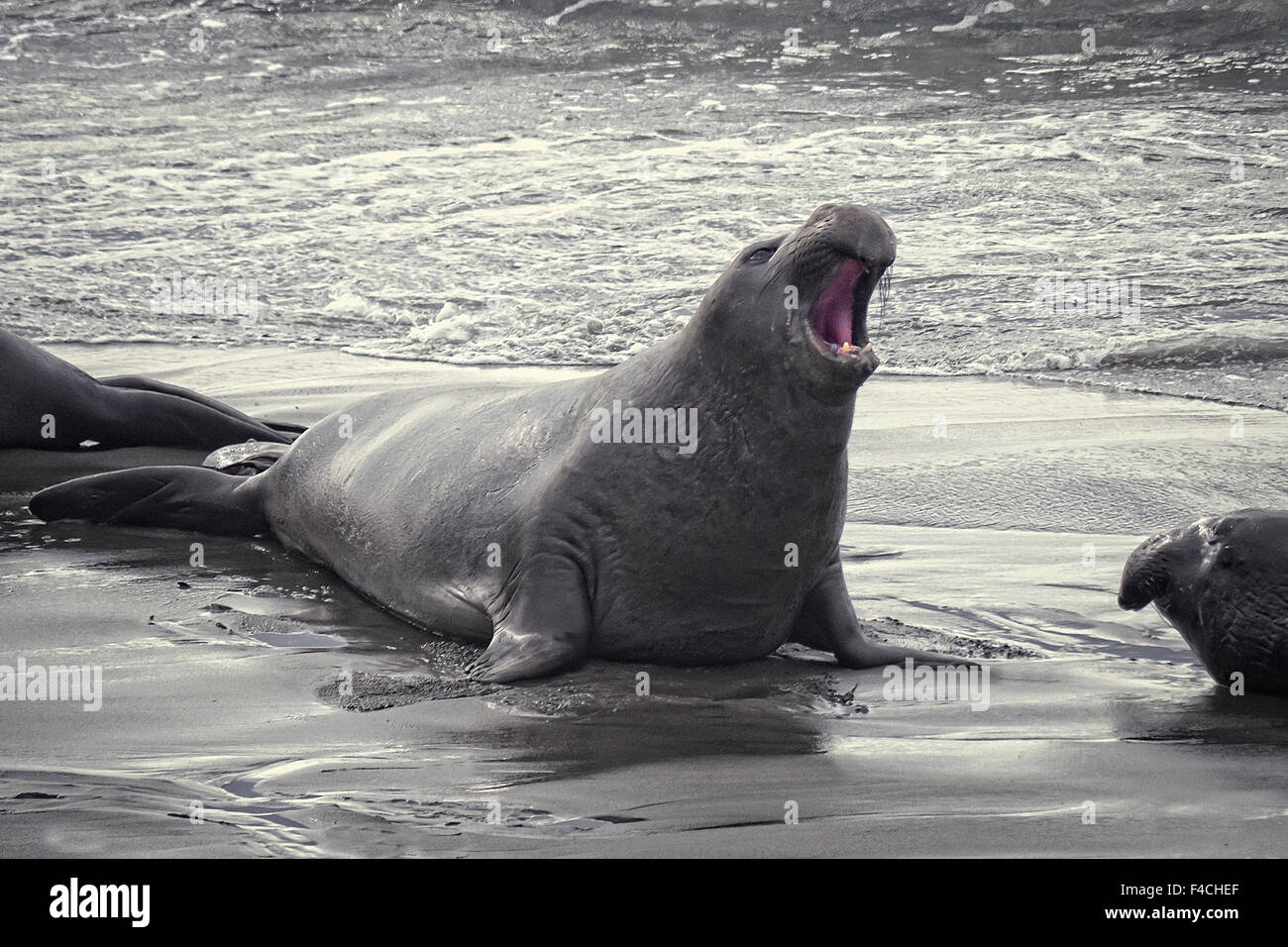 Maschio guarnizione di elefante su una spiaggia vicino a HWY 1 California USA Foto Stock