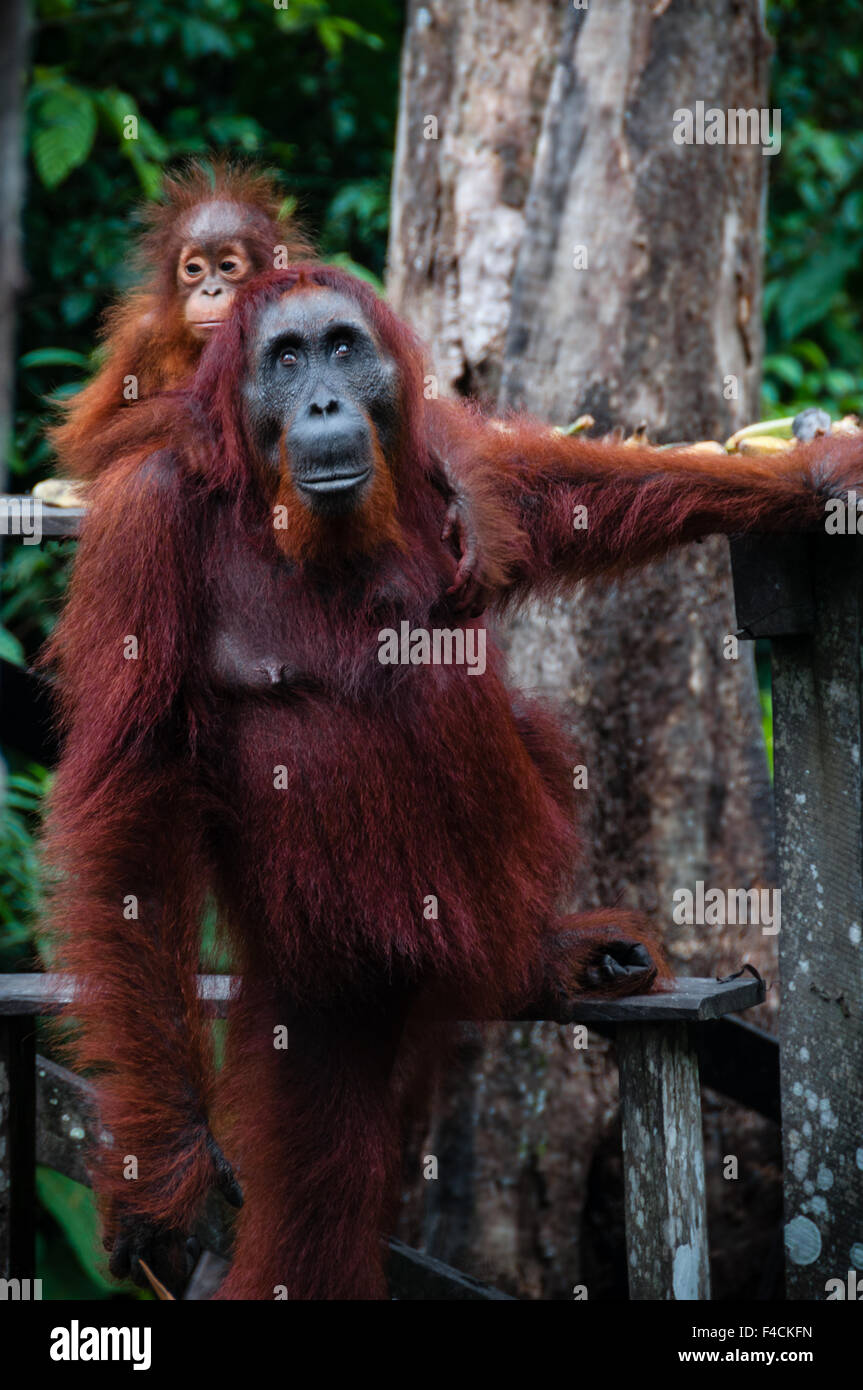 In piedi degli Oranghi con un bambino nel parco nazionale di Tanjung messa Kalimantan Borneo Indonesia Foto Stock