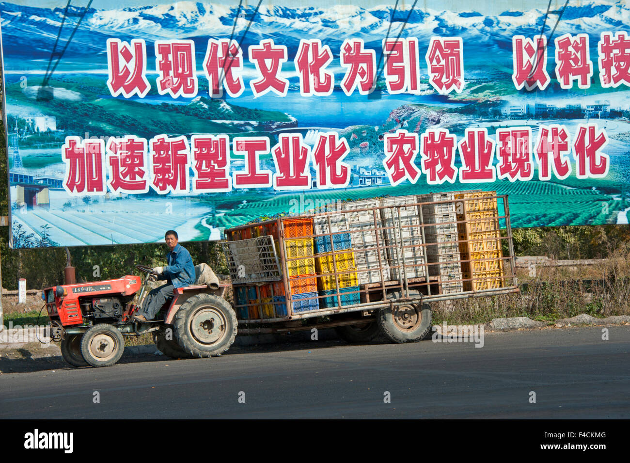 Cina, Xinjiang, Xinjiang Uyghur, Manas. Lavoratore cale di uve raccolte con il trattore al Citic Guoan cantina. Foto Stock