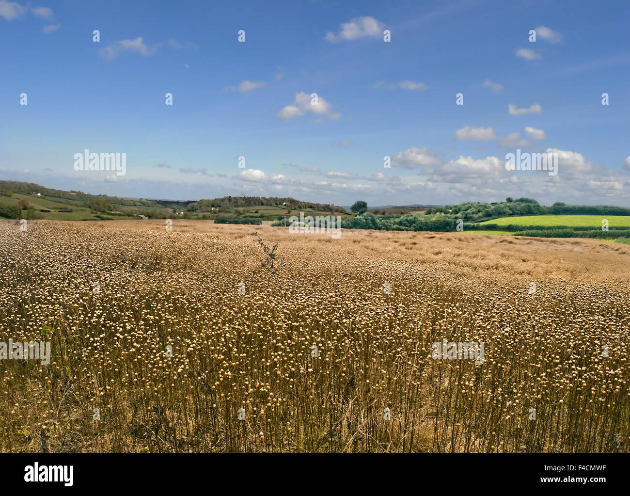 Comune di campo di lino o Linum nelle zone rurali del Somerset Foto Stock