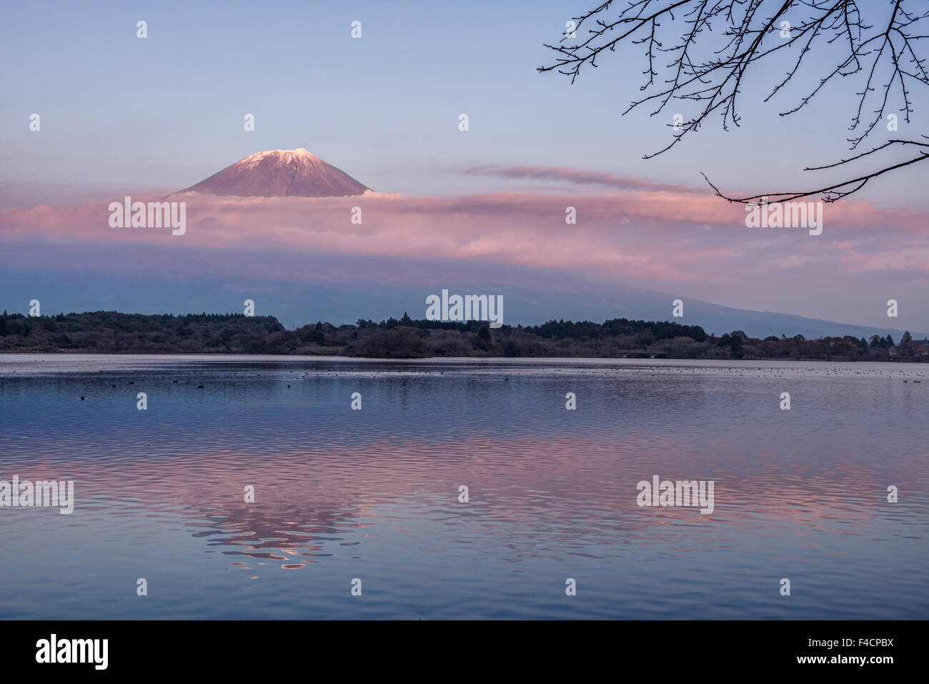 Giappone, Shizuoka, Lago Tanuki, Mt. Fuji tramonto. (Grandi dimensioni formato disponibile) Foto Stock