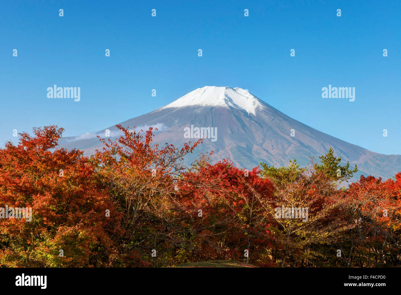 Giappone, Yamanashi, Lago Yamanaka Mt. Fuji con colore di autunno (formato di grandi dimensioni disponibili). Foto Stock