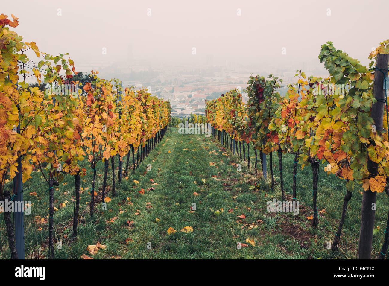 Vista delle piantagioni di uva con multi foglie colorate durante l'autunno. Foto Stock
