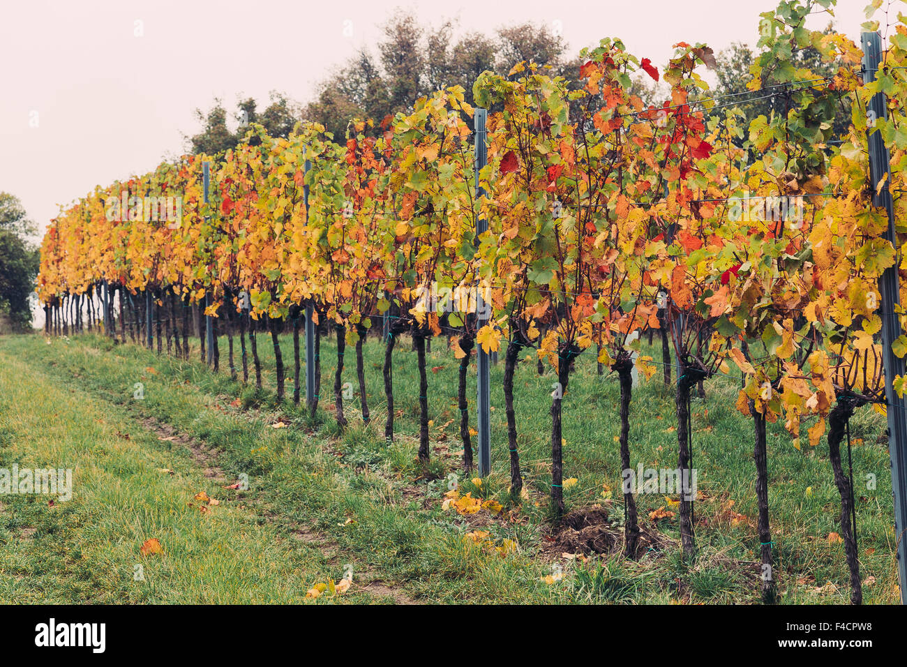 Vista laterale di piantagioni di uva con multi foglie colorate durante l'autunno. Foto Stock