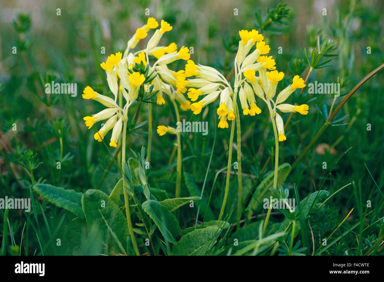 Fiori gialli mezzo piante, close-up Foto Stock