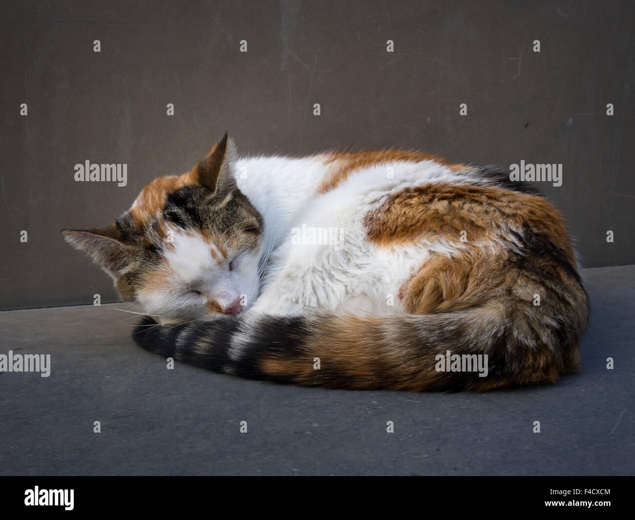 Cat avvolto a ricciolo addormentato sul banco in pietra all'aperto Foto Stock