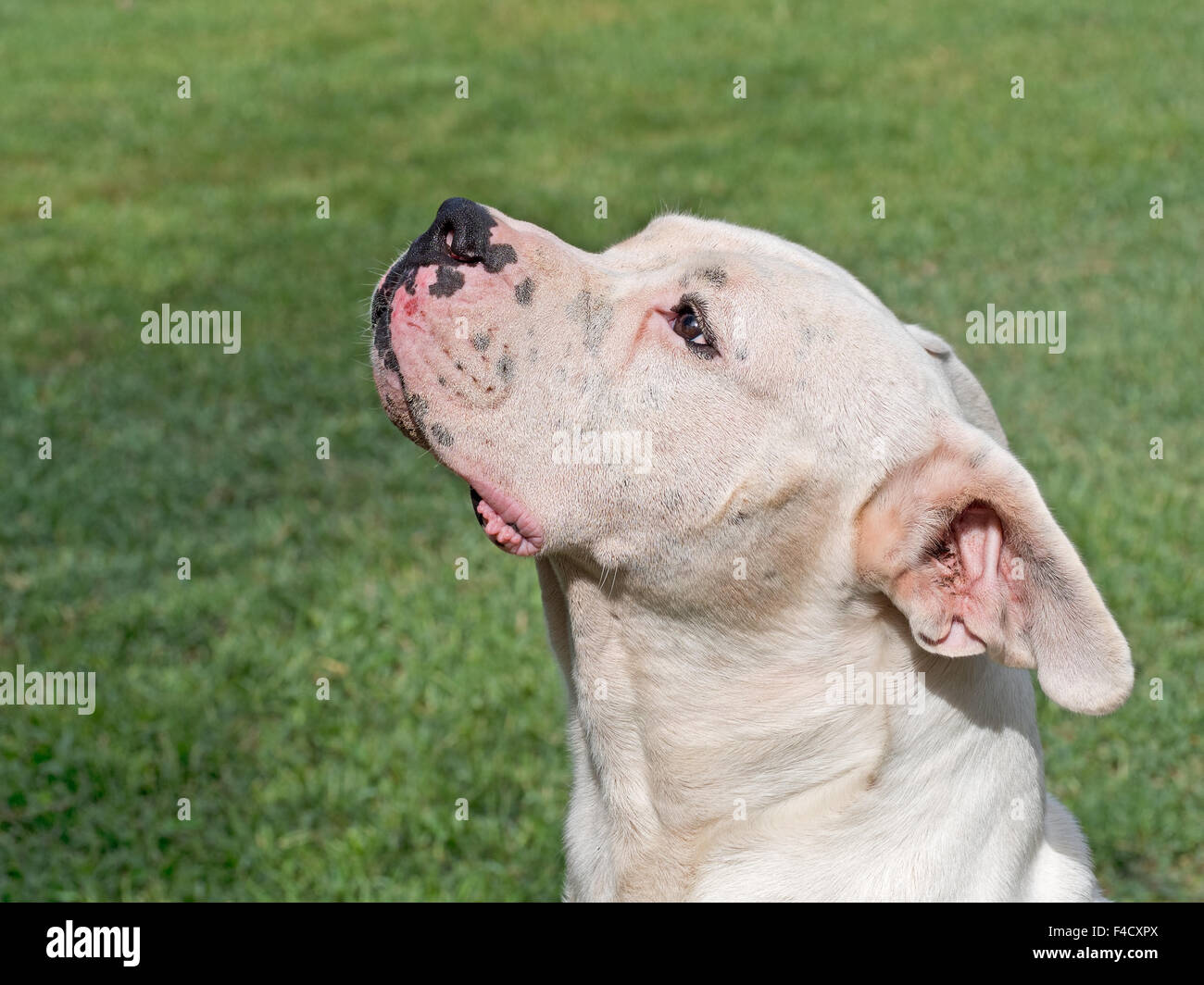 Primo piano. White dog face, in attesa di trattare. Foto Stock