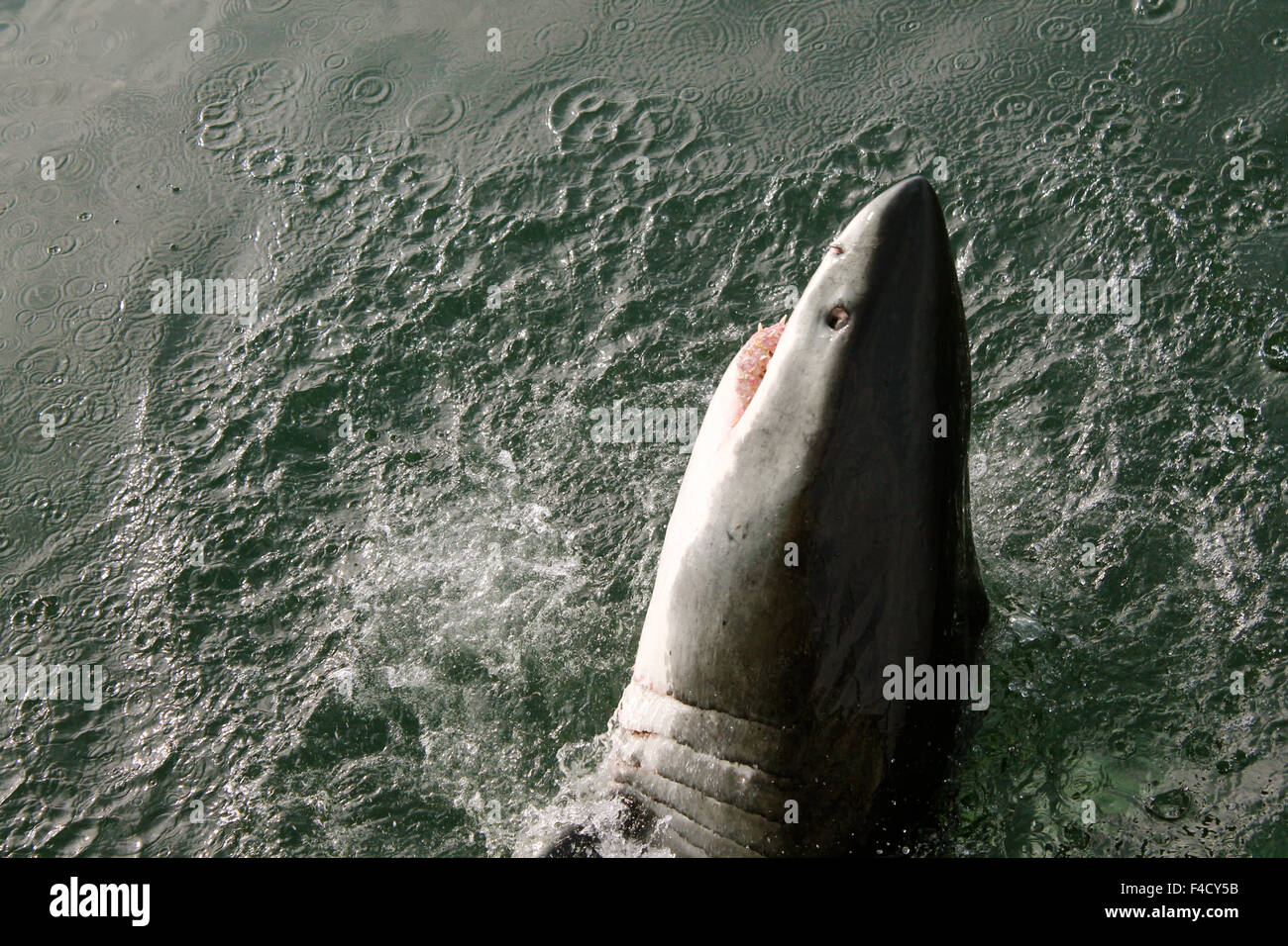 Shark in acqua Foto Stock