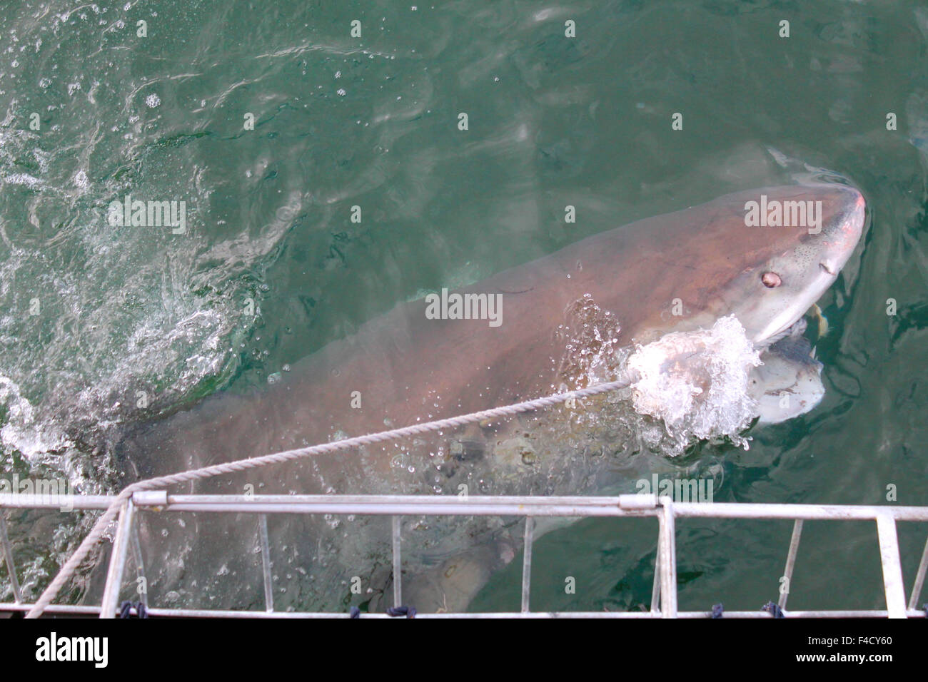 Shark Diving in Gansbaai Foto Stock
