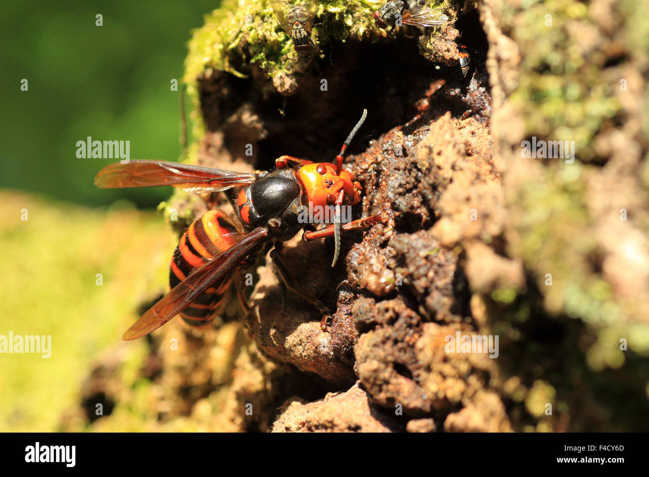 Il gigante giapponese hornet (Vespa mandarinia) in Giappone Foto Stock