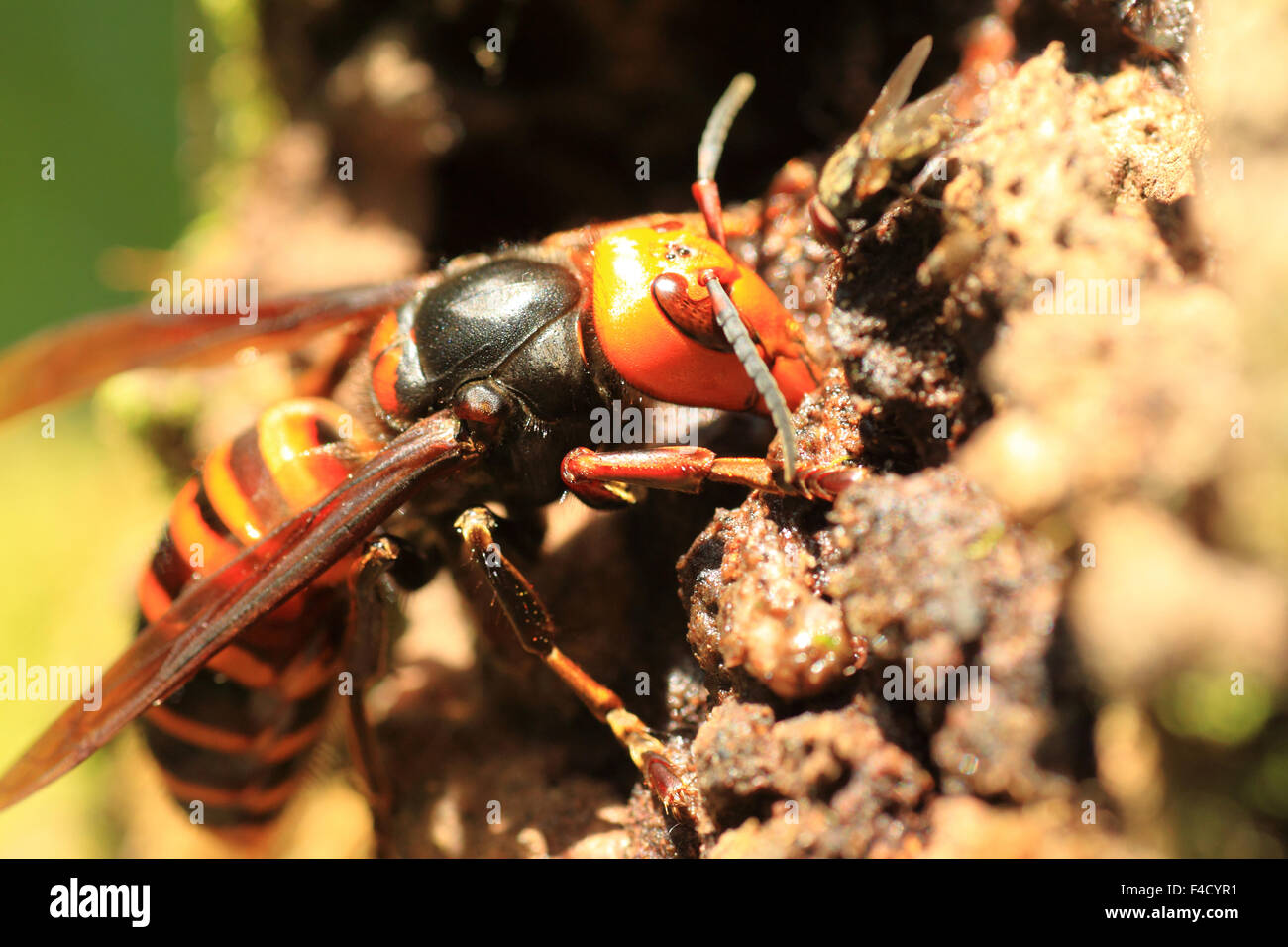 Il gigante giapponese hornet (Vespa mandarinia) in Giappone Foto Stock
