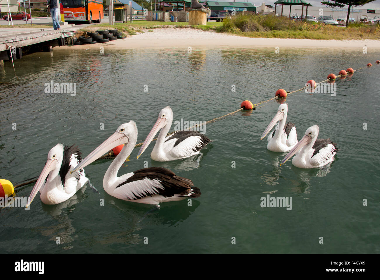 Australia, Albany, Oyster Harbour. Australian pellicani (Pelecanus conspicillatus). (Grandi dimensioni formato disponibile) Foto Stock