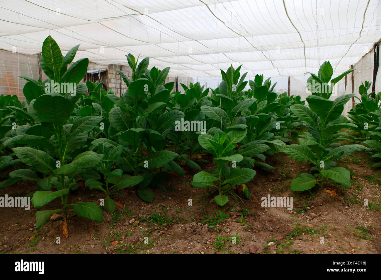 Cuba, Pinar del Rio, San Luis. Il tabacco cubano di piante in serra a Finca Robaina Plantation. Foto Stock
