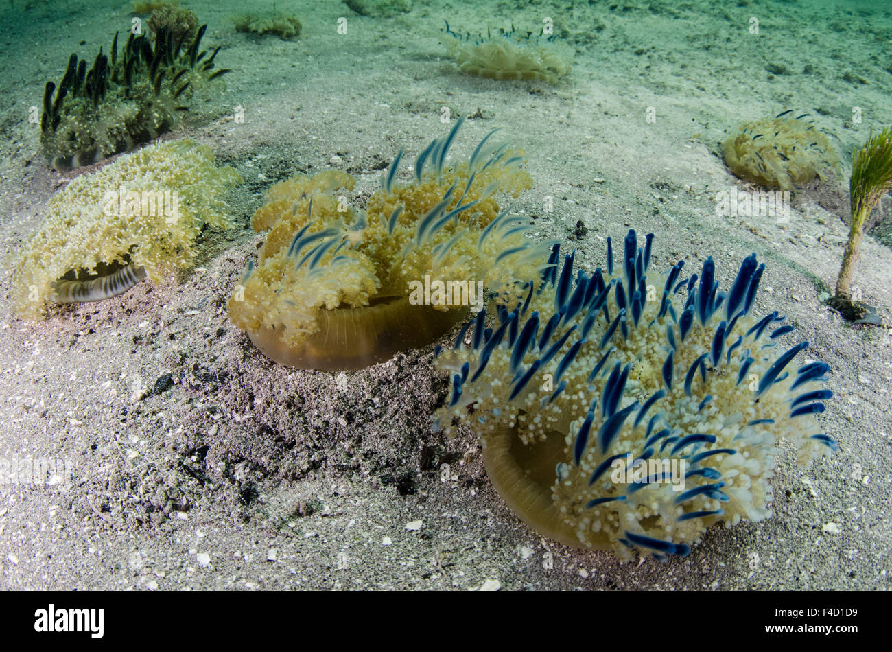 Upside-Down Medusa (Cassiopea) Jardines de la Reina Il Parco Nazionale di Cuba Foto Stock