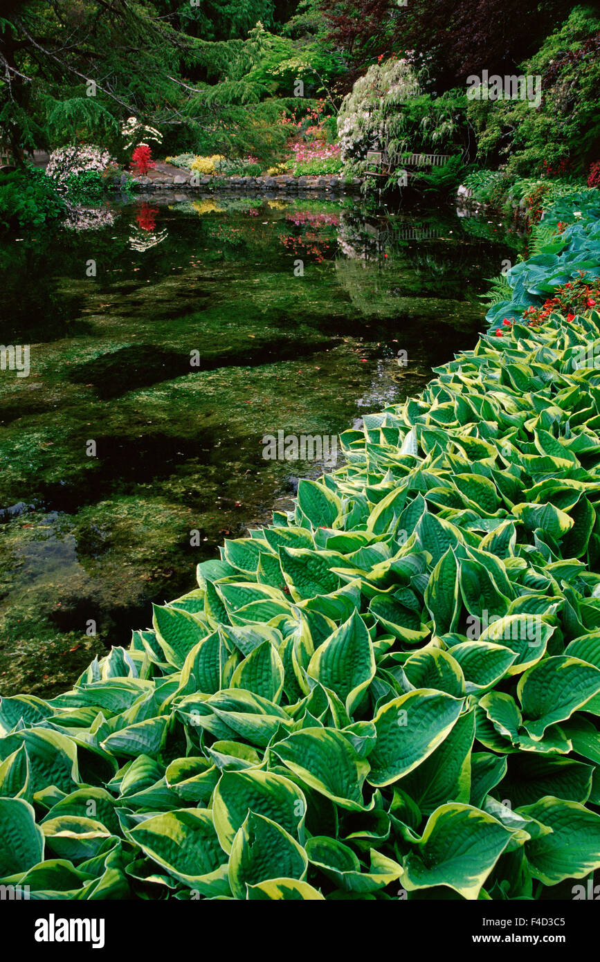 Canada, British Columbia, Victoria. Giardino giapponese a Hartley giardini. Credito come: Marie Bush Jaynes / Galleria / DanitaDelimont.com Foto Stock