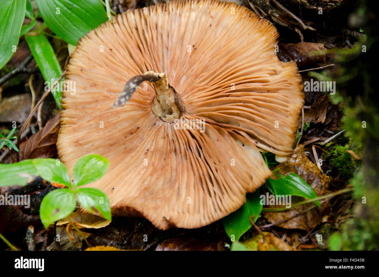 Canada Quebec, Havre St Pierre Mingan Arcipelago Parco Nazionale, lle cava (Isola di cava). Dettaglio della foresta boreale habitat di vita vegetale, parte inferiore del fungo. Foto Stock