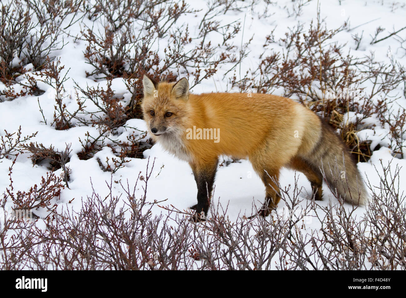 Red Fox (Vulpes vulpes vulpes) nella neve in inverno, Churchill Wildlife Management Area, Churchill, Manitoba, Canada. Foto Stock