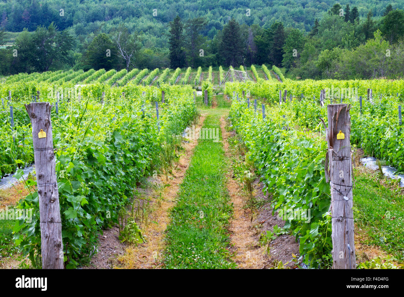 Canada Quebec, Ile d'Orleans, Saint-Pierre, Vignoble Isle de la cantina di Bacco. Foto Stock