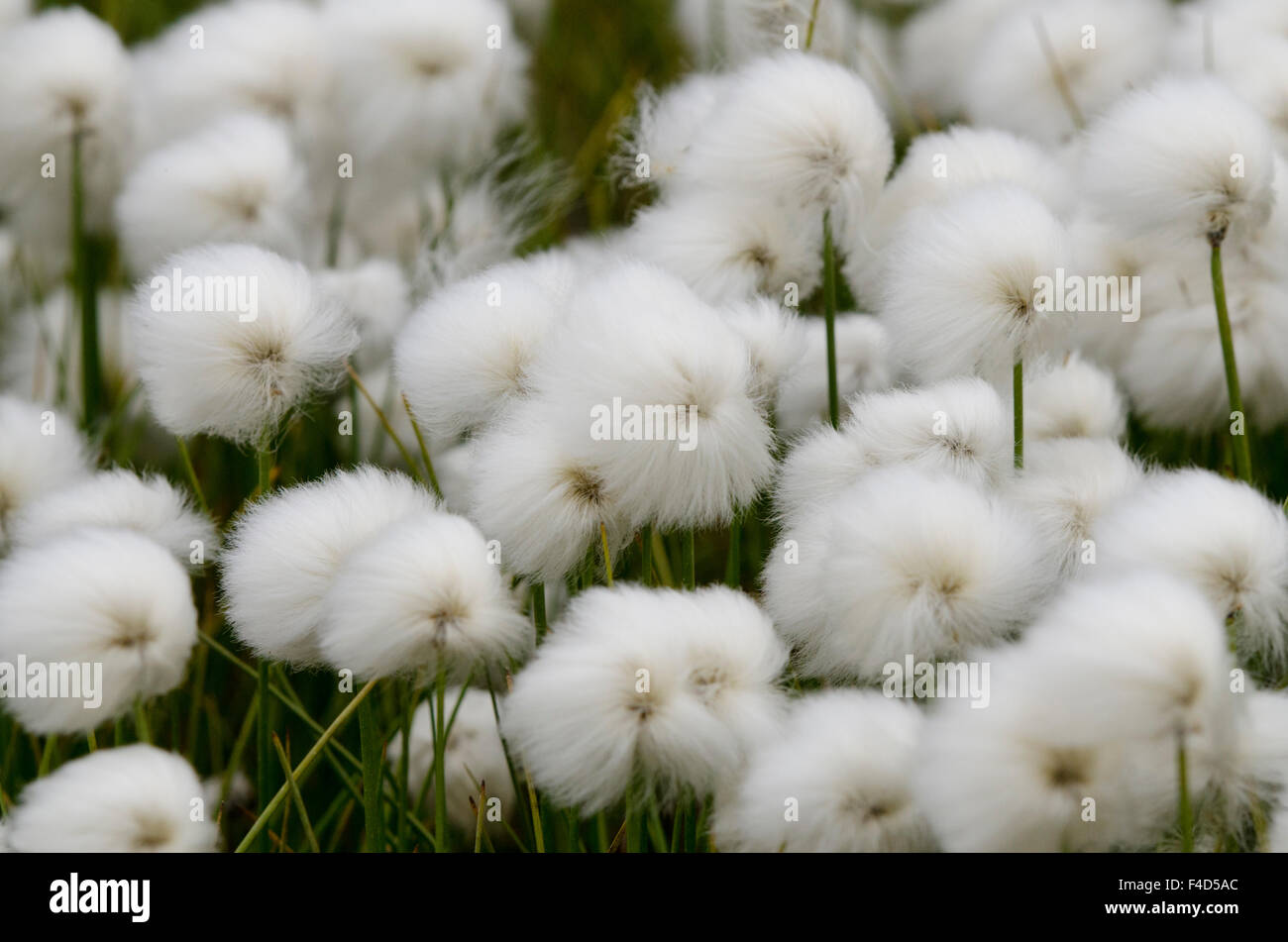 Canada, Nunavut, Regione Qikiqtaaluk, Cape Dorset. Artico erba di cotone (Eriophorum). Foto Stock