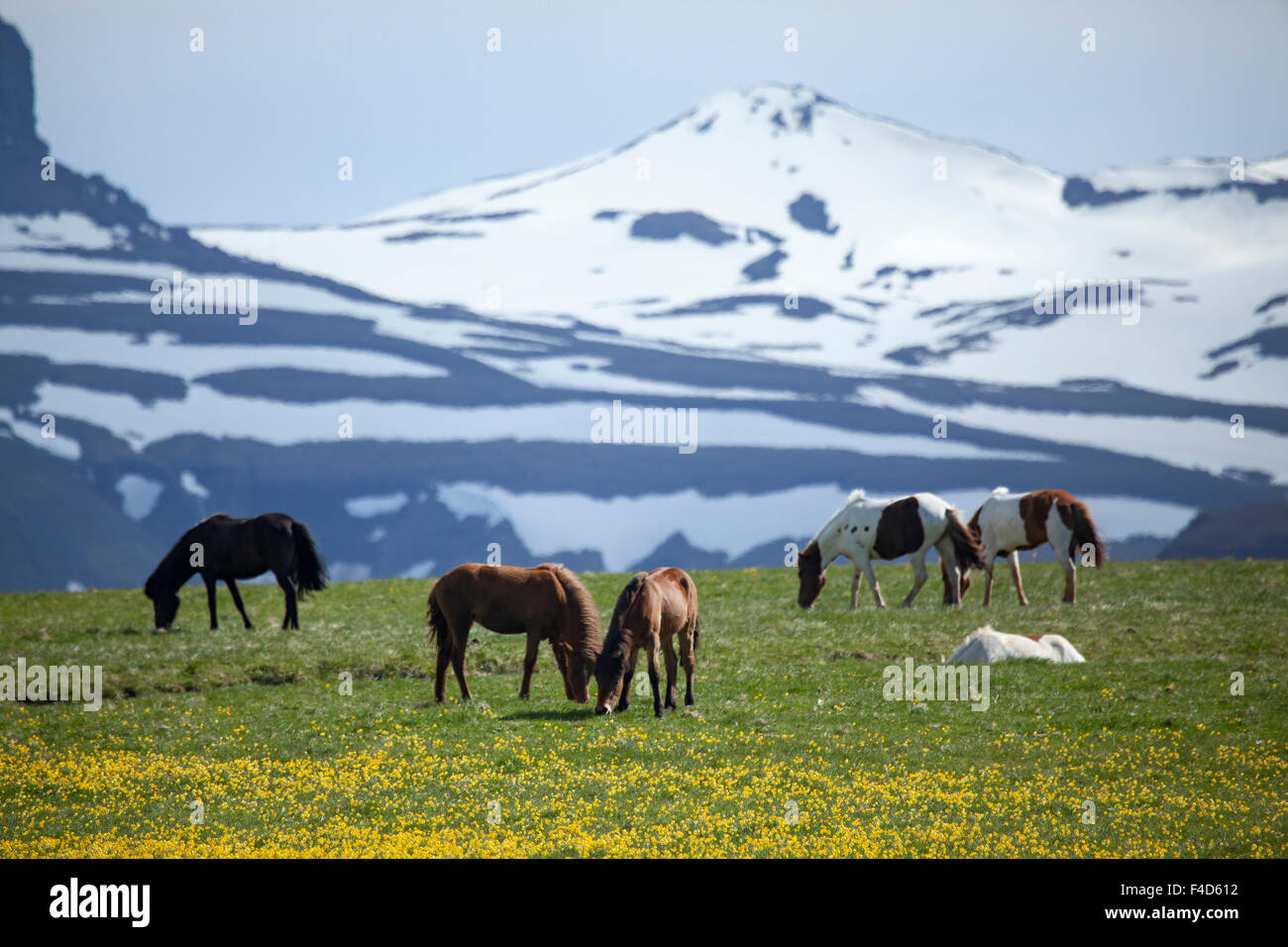 Islandese pascolo cavalli sotto le montagne nevose, Nordhurland Vestra, Islanda. Foto Stock