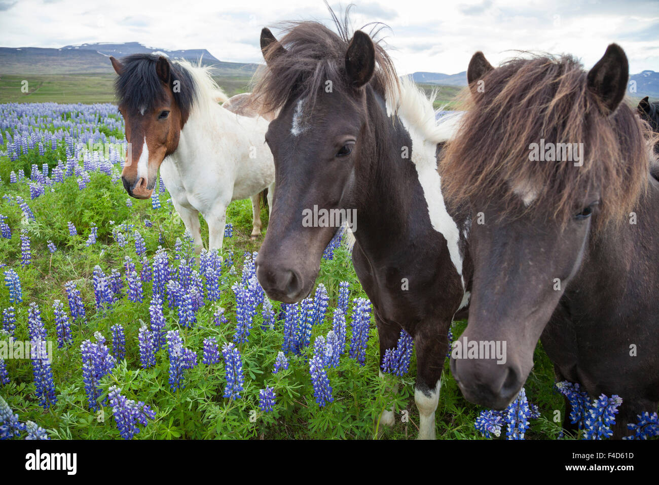 Cavalli islandesi in un prato di blu Alaskan lupini, Varmahlid, Skagafjordur, Nordhurland Vestra, Islanda. Foto Stock