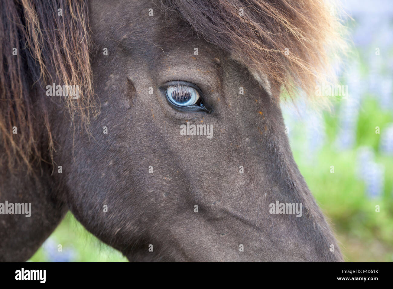 Dagli occhi blu cavallo islandese, Varmahlid, Skagafjordur, Nordhurland Vestra, Islanda. Foto Stock